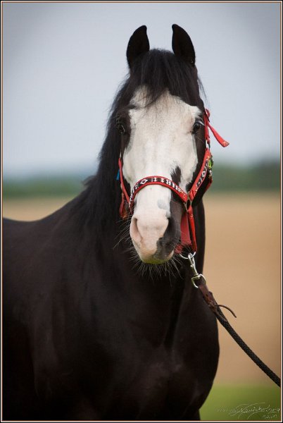 Asbach Fohlenshow 2014 113